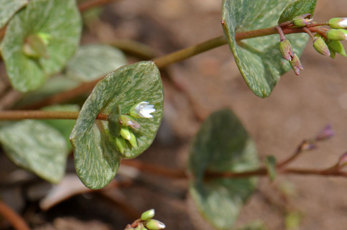 Claytonia parviflora, Streambank Springbeauty